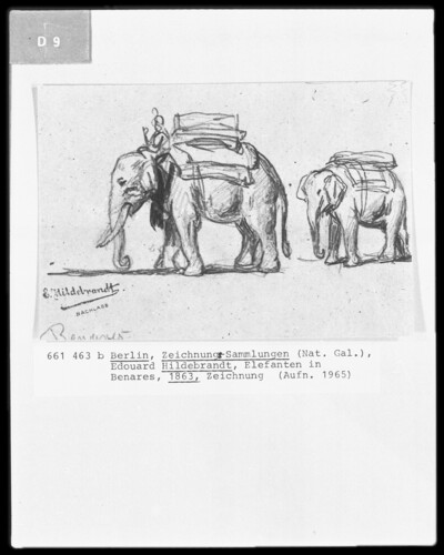 Elephants in Benares
