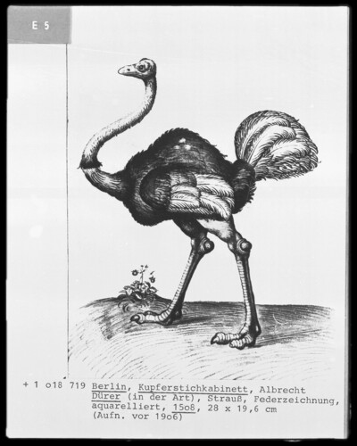 Bird Ostrich