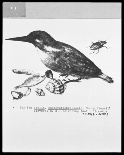 Kingfisher, fish, mussels and beetles