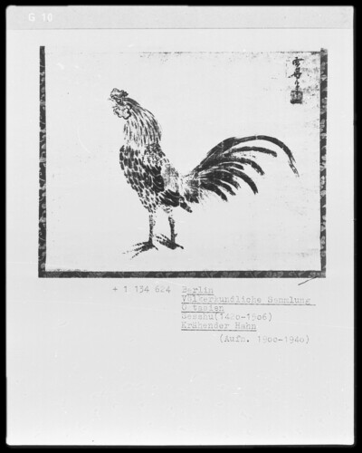 Crowding rooster
