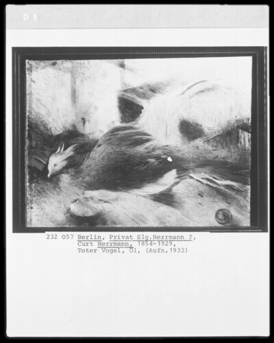 Toter Vogel