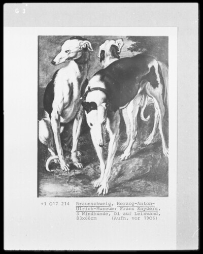 Three Greyhounds
