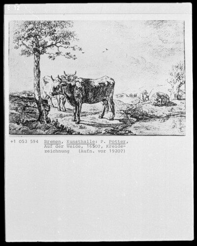 On the pasture