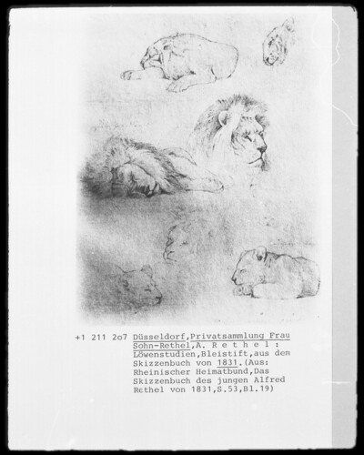 Lion Studies