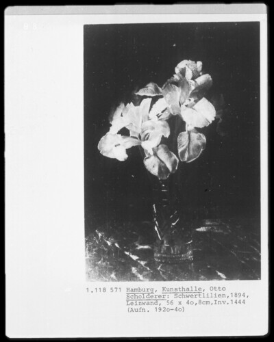 Sword lilies