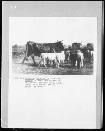 Cattle and sheep on pasture