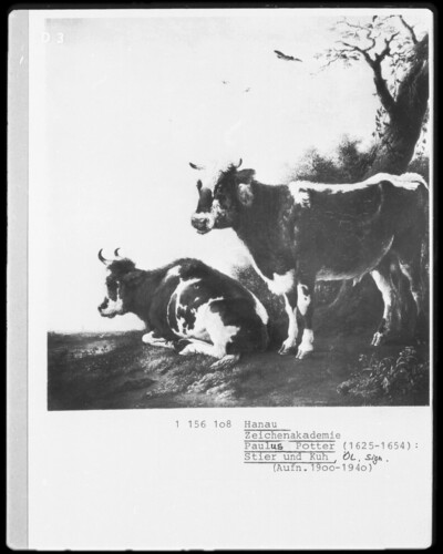 Taurus and cow