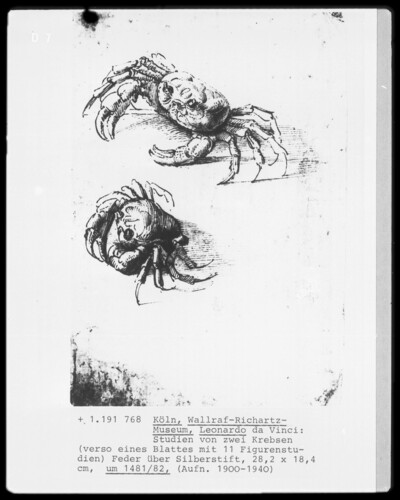 Studies of crustaceans
