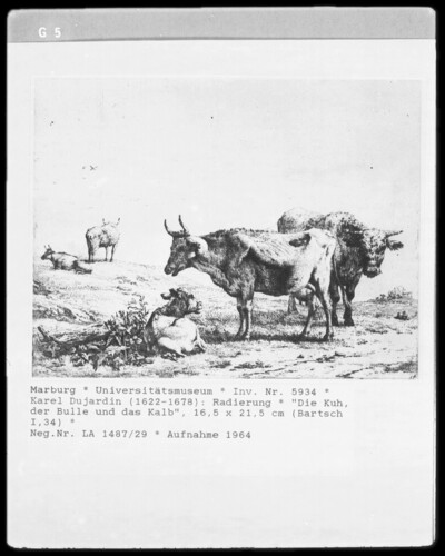 The cow, the bull and the calf