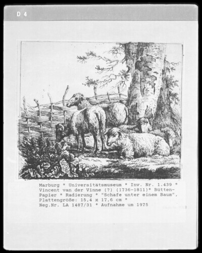 Sheep under a tree