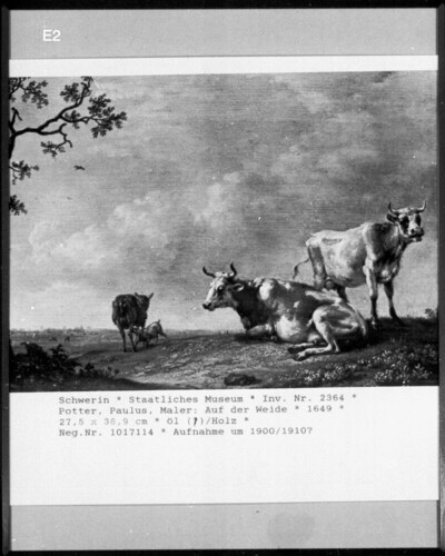 On the pasture