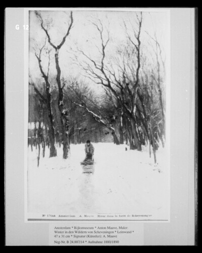 Winter in the forests of Scheveningen