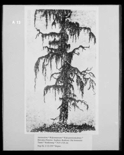 The Mooste Fir