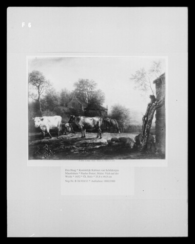 Livestock in the willow