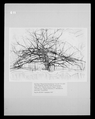 Study for the Grey Tree