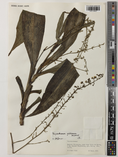 Thyrsanthemum goldianum D.R.Hunt