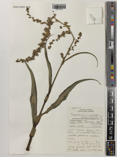 Thyrsanthemum macrophyllum (Greenm.) Rohweder