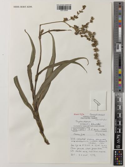 Thyrsanthemum macrophyllum (Greenm.) Rohweder