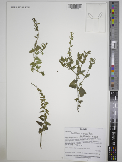 Scutellaria racemosa Pers.