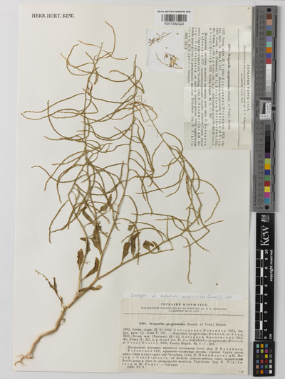 Strigosella spryginioides (Botsch. & Vved.) Botsch.