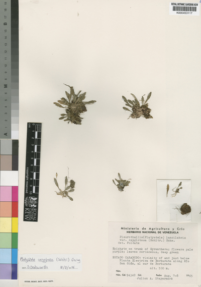 Platystele oxyglossa (Schltr.) Garay