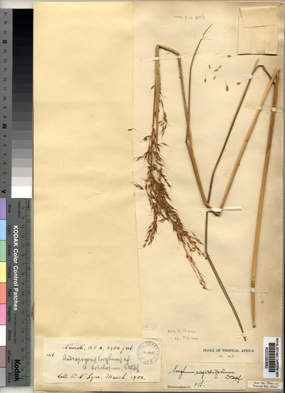 Sorghastrum stipoides (Kunth) Nash