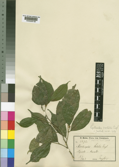 Leptaulus holstii (Engl.) Engl.