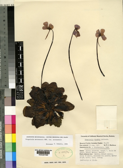 Pinguicula moranensis Kunth var. moranensis