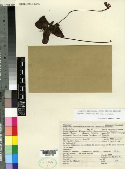 Pinguicula moranensis var. Kunth var. moranensis
