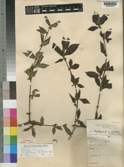 Rytigynia lichenoxenos (K.Schum.) Robyns subsp. glabrituba Verdc.