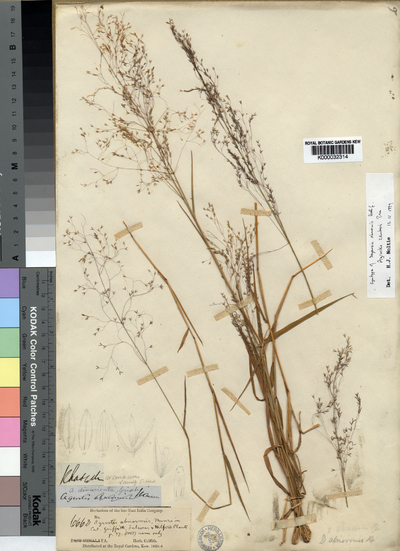 Calamagrostis abnormis (Hook.f.) U. Shukla