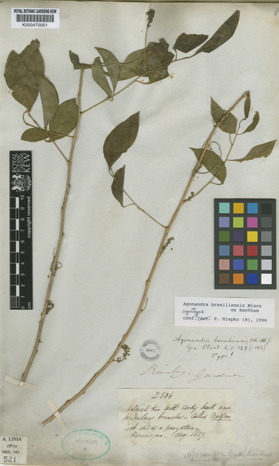 Agonandra brasiliensis Miers ex Benth. & Hook. f.