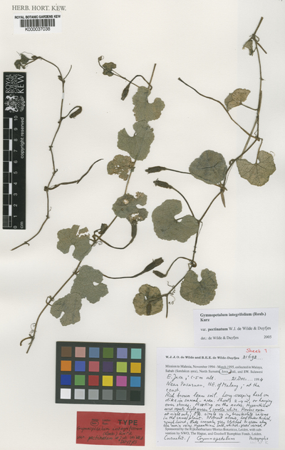 Gymnopetalum integrifolium (Roxb.) Kurz var. pectinatum W.J.de Wilde & Duyfjes