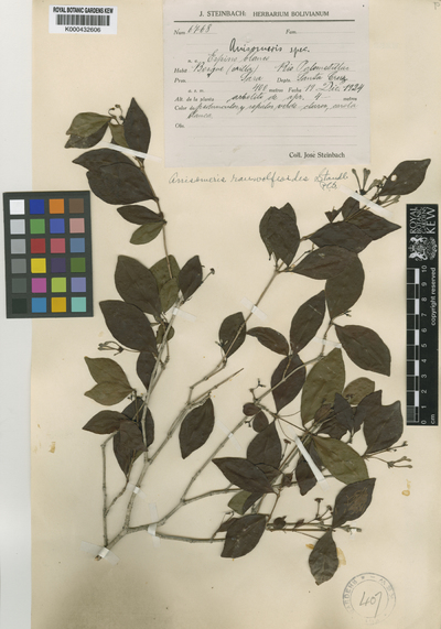 Chomelia rauwolfioides (Standl.) Steyerm.,