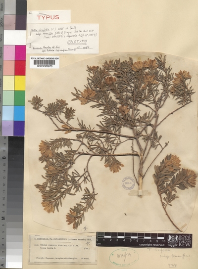 Teline linifolia (L.) Webb & Berthel. subsp. teneriffae Gibbs & Dingwall