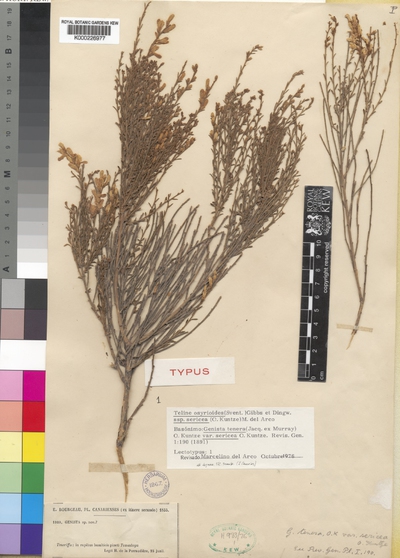 Teline osyrioides (Svent.) Gibbs & Dingwall subsp. sericea (Kuntze) del Arco