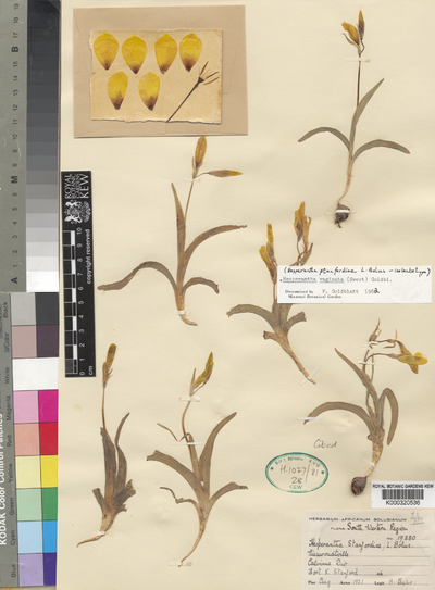 Hesperantha vaginata (Sweet) Goldblatt