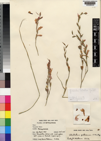 Gladiolus rubellus Goldblatt