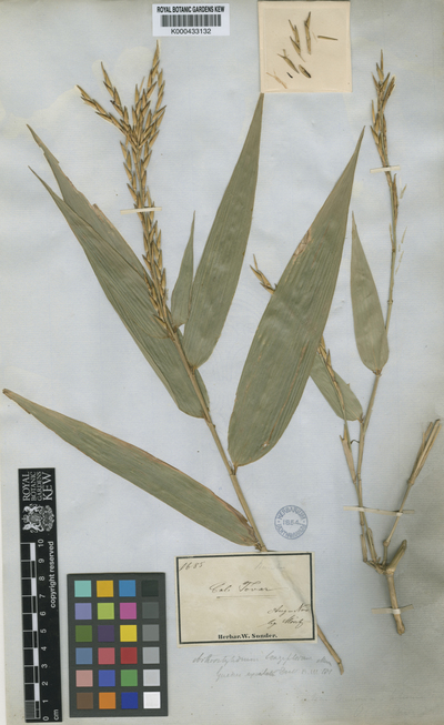 Arthrostylidium longiflorum Munro