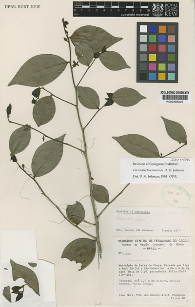 Hornschuchia lianarum D.M.Johnson