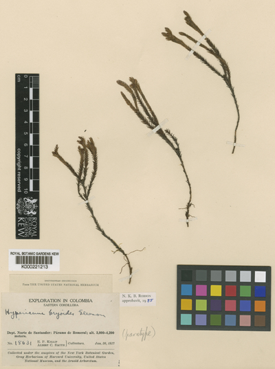 Hypericum bryoides Gleason