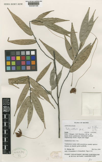 Polyalthia charitopoda I.M.Turner