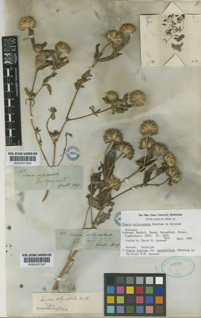Simsia foetida (Cav.) S.F.Blake var. grandiflora (Benth.) D.M.Spooner