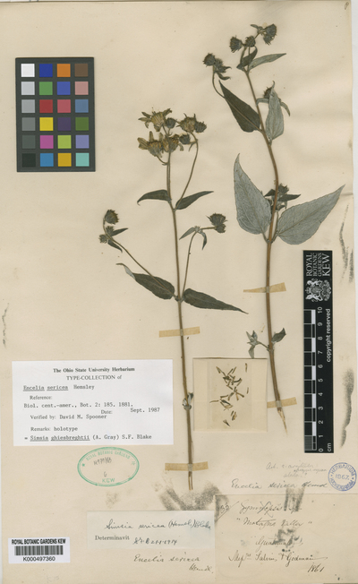 Simsia ghiesbreghtii (A.Gray) S.F.Blake