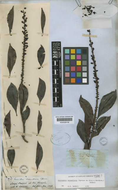 Sarcopera aurantiaca (Spruce ex Gilg) de Roon & S.Dressler