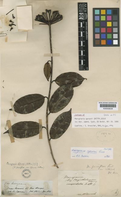 Marcgravia sprucei (Wittm.) Gilg