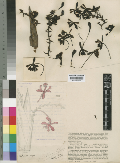 Epidendrum pfavii Rolfe
