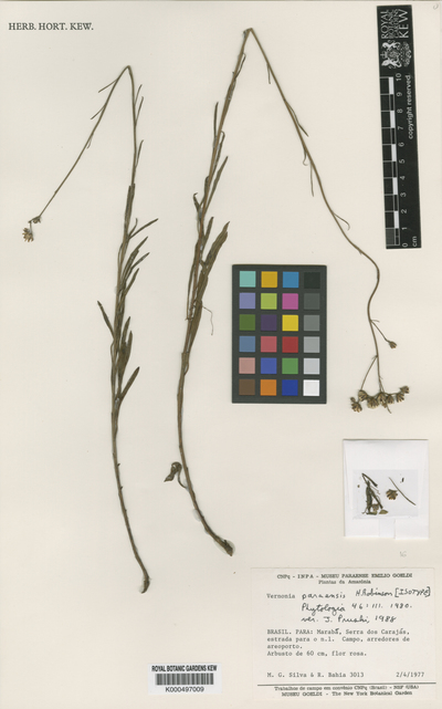 Vernonia paraensis H.Rob.