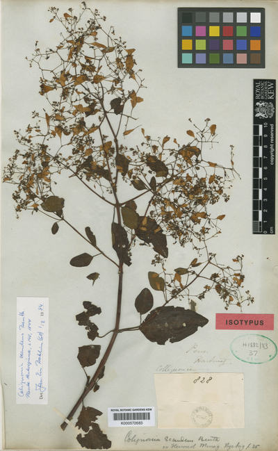 Colignonia scandens Benth.