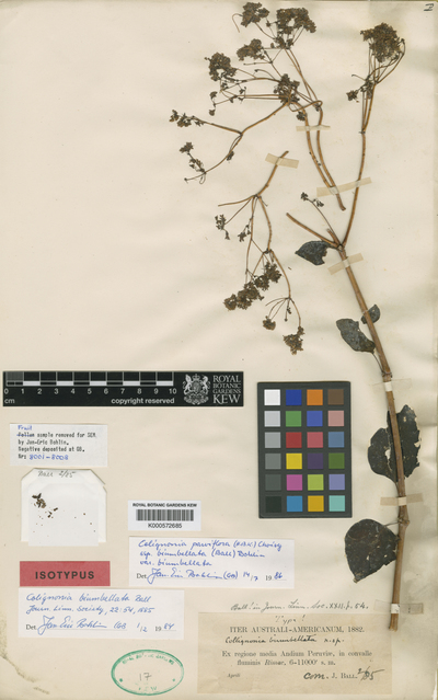 Colignonia parviflora (Kunth) Choisy var. biumbellata (Ball) J.E.Bohlin